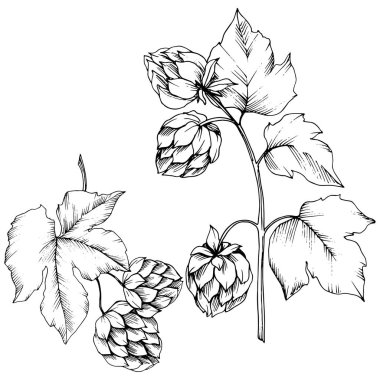 Vektör. Siyah ve beyaz şerbetçi mürekkep sanat kazınmış. İzole şerbetçi illus