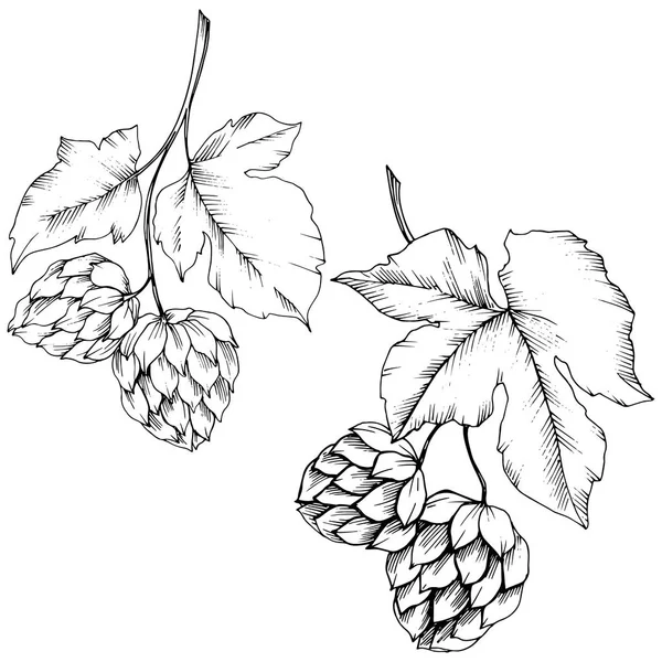 Vektor. Fekete-fehér vésett humulus tinta art. Elszigetelt humulus Ilus — Stock Vector