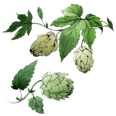 Şerbetçiotu. İzole atlama illüstrasyon öğesi. Yeşil yaprak. Yaprak bitki botanik bahçe çiçek yaprakları. İzole suluboya.