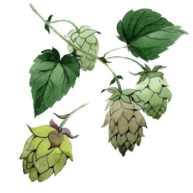 Şerbetçiotu. İzole atlama illüstrasyon öğesi. Yeşil yaprak. Yaprak bitki botanik bahçe çiçek yaprakları. İzole suluboya.