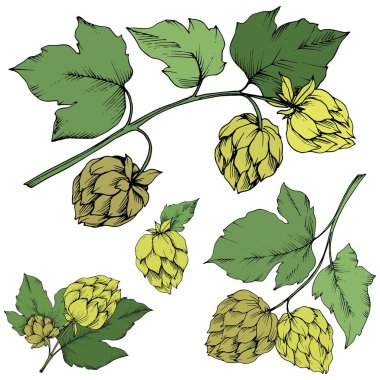 Siyah ve beyaz mürekkep sanat kazınmış. Yeşil yaprak. Leaf bitki botanik