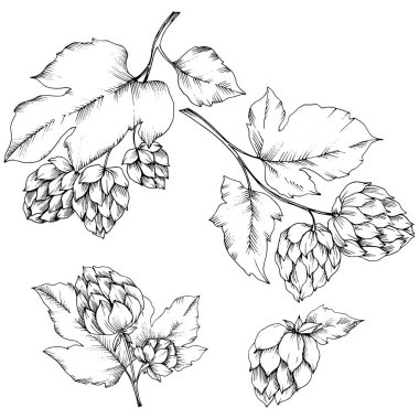 Vektör. Siyah ve beyaz şerbetçi mürekkep sanat kazınmış. İzole şerbetçi illus