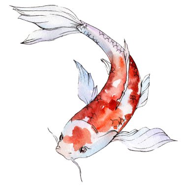 İzole goldfish illüstrasyon öğesi. Sulu boya seti. Aquarelle öğeler için arka plan, doku, sarıcı desen.