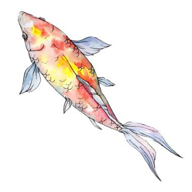 İzole goldfish illüstrasyon öğesi. Sulu boya seti. Aquarelle öğeler için arka plan, doku, sarıcı desen.