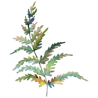 İzole yeşil fern illüstrasyon öğesi. Suluboya arka plan illüstrasyon küme. Yeşil yaprak.