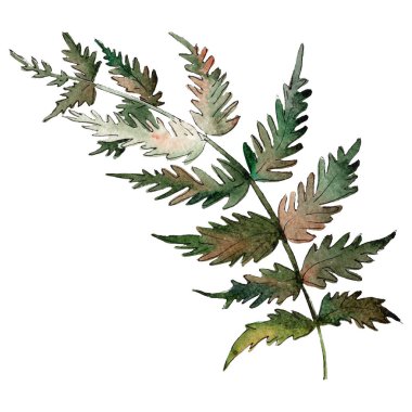 İzole yeşil fern illüstrasyon öğesi. Suluboya arka plan illüstrasyon küme. Yeşil yaprak.