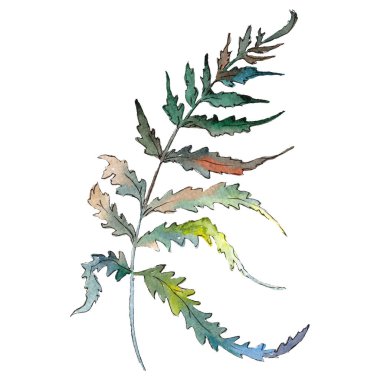 İzole yeşil fern illüstrasyon öğesi. Suluboya arka plan illüstrasyon küme. Yeşil yaprak.