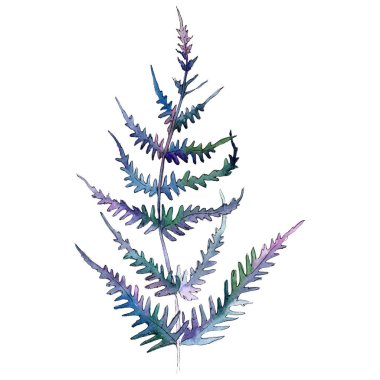 İzole yeşil fern illüstrasyon öğesi. Suluboya arka plan illüstrasyon küme. Yeşil yaprak.