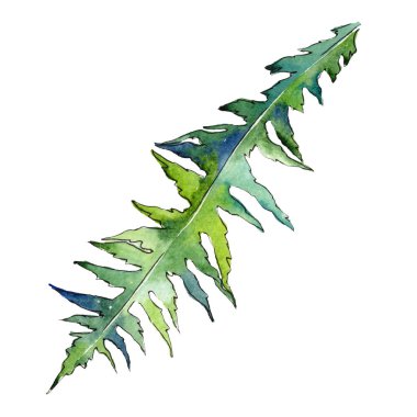 İzole yeşil fern illüstrasyon öğesi. Suluboya arka plan illüstrasyon küme. Yeşil yaprak.