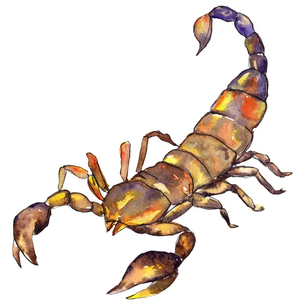 Scorpion egzotyczny dziki owadów w stylu przypominającym akwarele na białym tle. Oficjalna nazwa owadów: scorpion. — Zdjęcie stockowe