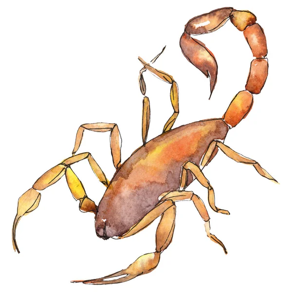Exotiska scorpion vilda insekt i akvarell stil isolerade. Fullständigt namn av insekten: scorpion. — Stockfoto
