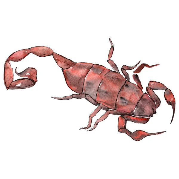 Insecte sauvage scorpion exotique dans un style aquarelle isolé. Jeu d'illustrations de fond . — Photo