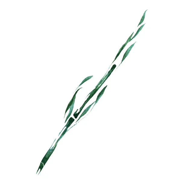 Isolerade bambu och bambooleavs illustration element. Akvarell bakgrund illustration set. Aquarelle isolerade. — Stockfoto