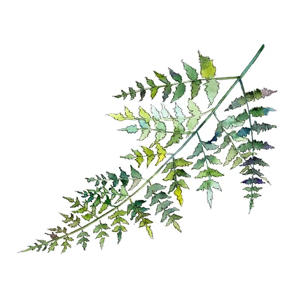 隔离的绿色蕨类植物插图元素。水彩背景插图集。绿叶. — 图库照片