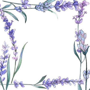 Mor lavanta. Botanik çiçek. Vahşi bahar yaprak kır çiçeği. Çerçeve kenarlığı süsleme Meydanı.