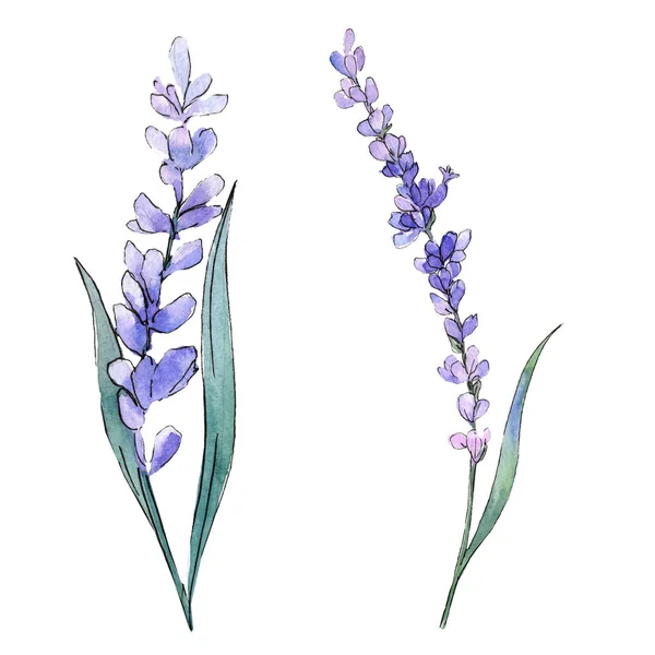 紫色薰衣草。花植物学花。野生春叶野花分离。水彩背景插图集 — 图库照片