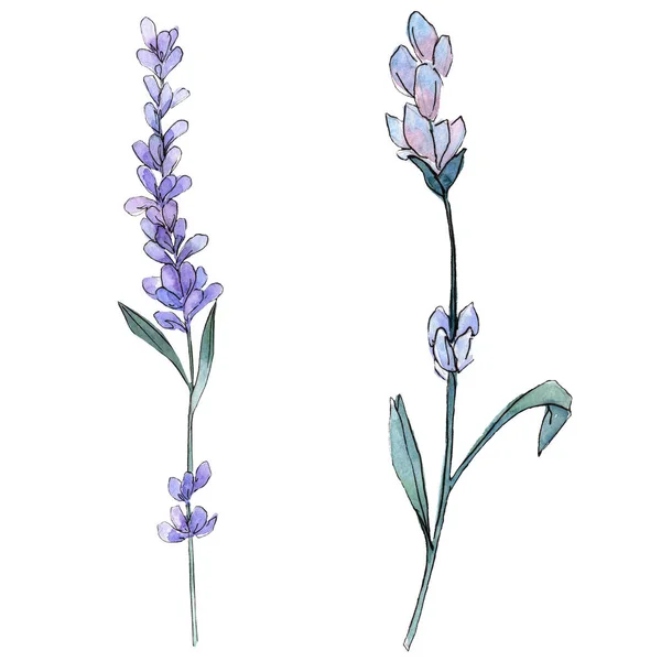 紫のラベンダー。花植物の花。野生春葉のワイルドフラワーが分離されました。水彩画背景イラスト セット — ストック写真