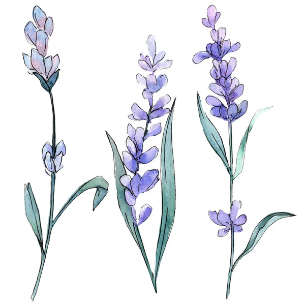 Purple lavender. Floral botanical flower. Wild spring leaf wildflower isolated. Watercolor background illustration set