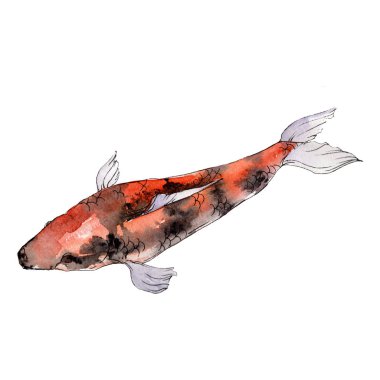 İzole goldfish illüstrasyon öğesi. Sulu boya seti. Aquarelle öğeler için arka plan, doku, sarıcı desen.