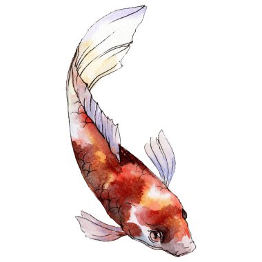 İzole goldfish illüstrasyon öğesi. Sulu boya seti. Aquarelle öğeler için arka plan, doku, sarıcı desen.