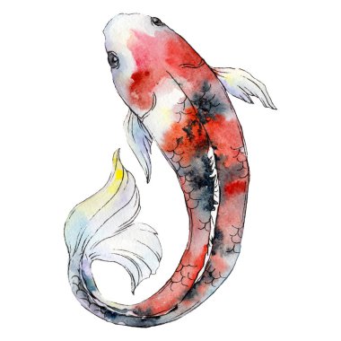 İzole goldfish illüstrasyon öğesi. Sulu boya seti. Aquarelle öğeler için arka plan, doku, sarıcı desen.