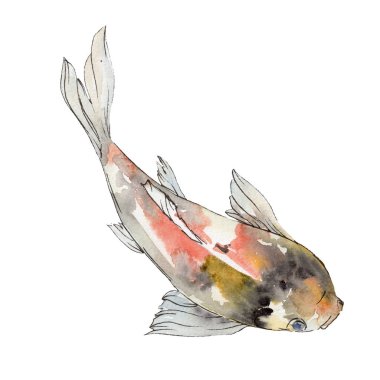 İzole goldfish illüstrasyon öğesi. Sulu boya seti. Aquarelle öğeler için arka plan, doku, sarıcı desen.