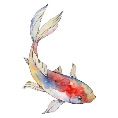 İzole goldfish illüstrasyon öğesi. Sulu boya seti. Aquarelle öğeler için arka plan, doku, sarıcı desen.