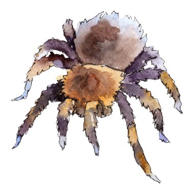 Egzotik tarantula vahşi böcek izole bir suluboya tarzında. Arka plan, doku, sarıcı desen veya dövme için.
