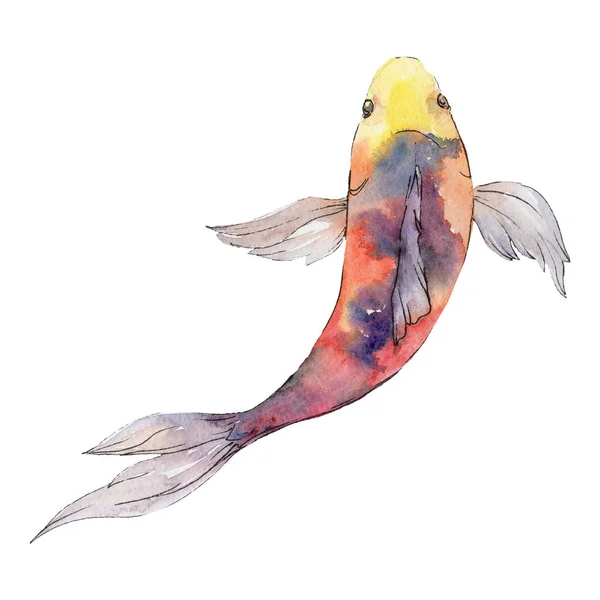 Изолированный элемент иллюстрации золотых рыбок. Акварель. Элементы Aquarelle для фона, текстуры, обертки . — стоковое фото