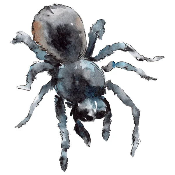 Egzotikus tarantula vadon élő rovarok elszigetelt akvarell stílusú. A háttér textúra, burkoló minta vagy tetoválás. — Stock Fotó