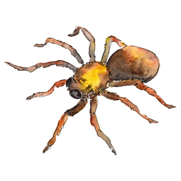 Tarantula egzotyczny dziki owadów w stylu przypominającym akwarele na białym tle. Dla tła, tekstura, otoki wzór lub tatuaż. — Zdjęcie stockowe