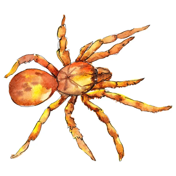 Egzotik tarantula vahşi böcek izole bir suluboya tarzında. Arka plan, doku, sarıcı desen veya dövme için. — Stok fotoğraf