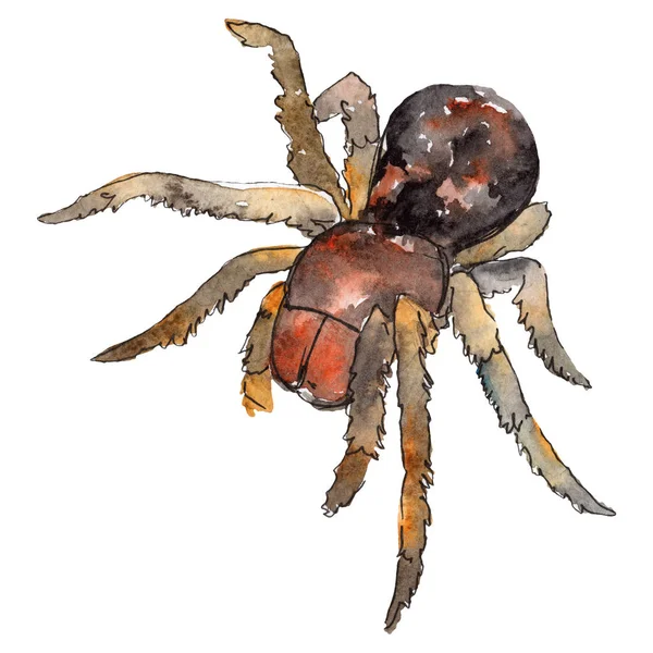 Exotic brown tarantula wild insect in a watercolor style isolated. For background, texture, wrapper pattern or tattoo. — Stock Photo, Image