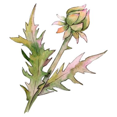 Thorn. Botanik çiçek. İzole diken illüstrasyon öğesi. Suluboya arka plan illüstrasyon seti.