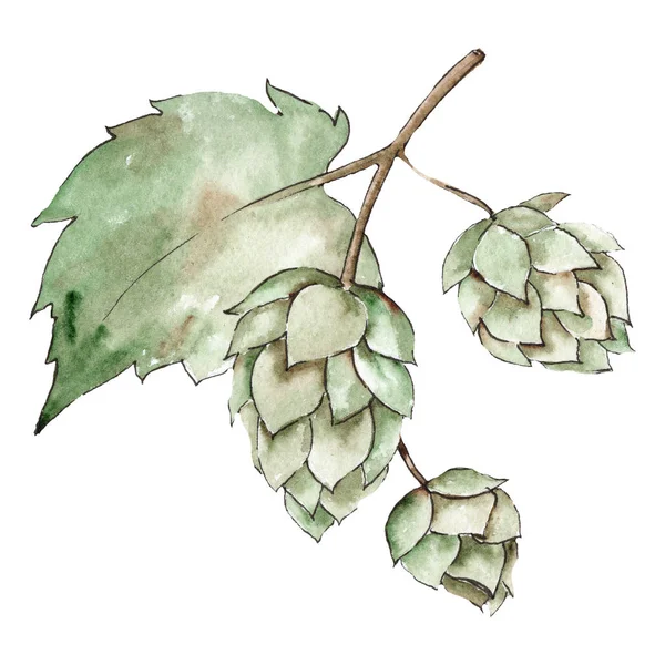 Green hops. Green leaf. Plant botanical foliage. Watercolor background illustration set. Isolated hops element.