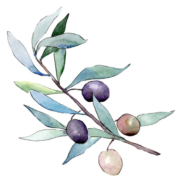 Des olives. Feuille verte. Feuillage floral de jardin botanique de plante de feuille. Ensemble d'illustration de fond aquarelle . — Photo