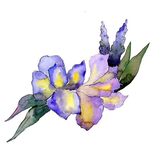 Μοβ άνθη. Floral βοτανικό λουλούδι. Απομονωμένη σύνθεση μπουκέτο. Ακουαρέλα φόντο εικόνα σετ. — Φωτογραφία Αρχείου