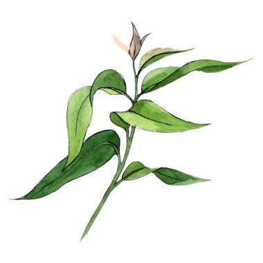 Yeşil eukalyptus dal. Botanik çiçek. Vahşi bahar yaprak izole kır çiçeği. Şekilde ayarlayın. Yeşil yaprak.
