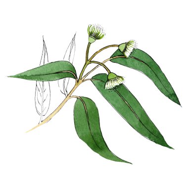 Yeşil eukalyptus dal. Botanik çiçek. Vahşi bahar yaprak izole kır çiçeği. Şekilde ayarlayın. Yeşil yaprak.