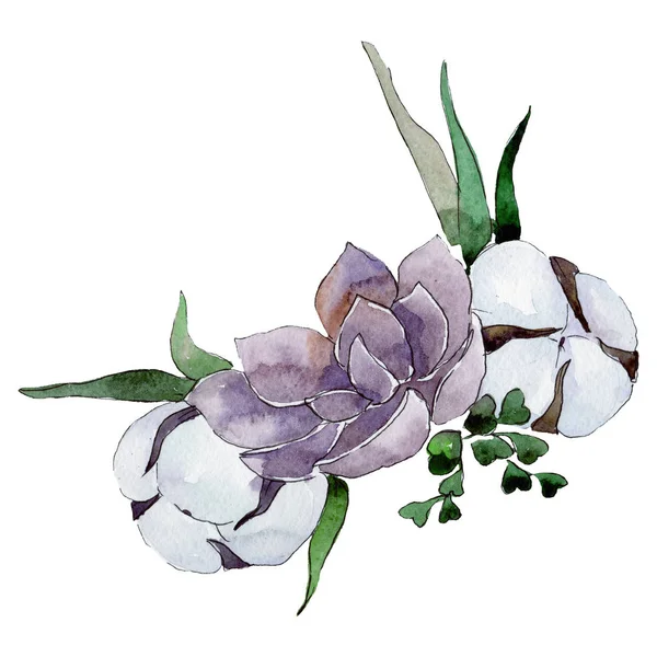 Coton et fleurs succulentes. Composition florale de bouquet isolé. Ensemble d'illustration de fond aquarelle . — Photo