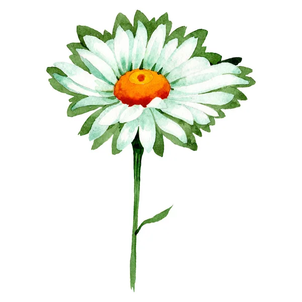 Kamillenblüte. Blütenbotanische Blume. wildes Frühlingsblatt Wildblume isoliert. Aquarell Hintergrund Illustration Set. — Stockfoto