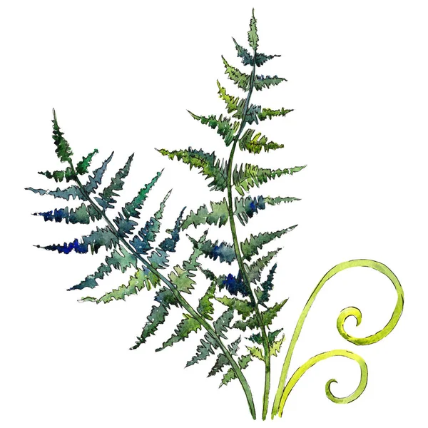 Geïsoleerde groene fern illustratie element. Aquarel achtergrond afbeelding instellen. Groene blad. — Stockfoto