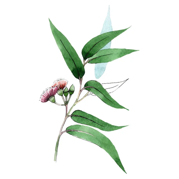 Rama verde de eukalyptus. Flor botánica floral. Flor silvestre de hoja de primavera aislada. Conjunto de ilustración. Hoja verde . — Foto de Stock