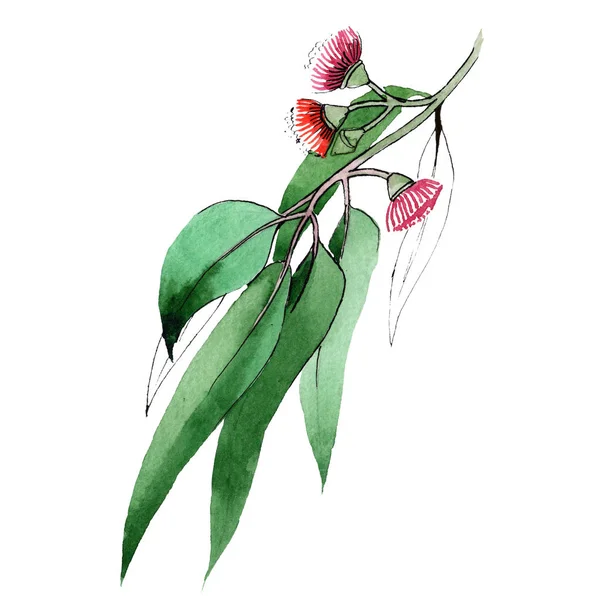Rama verde de eukalyptus. Flor botánica floral. Flor silvestre de hoja de primavera aislada. Conjunto de ilustración. Hoja verde . — Foto de Stock