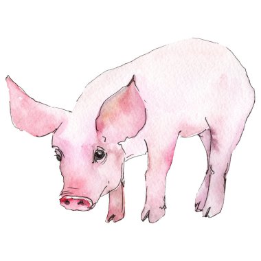 Domuz hayvan izole bir suluboya tarzında. Aquarelle vahşi hayvan arka plan, doku, sarıcı desen veya dövme için.