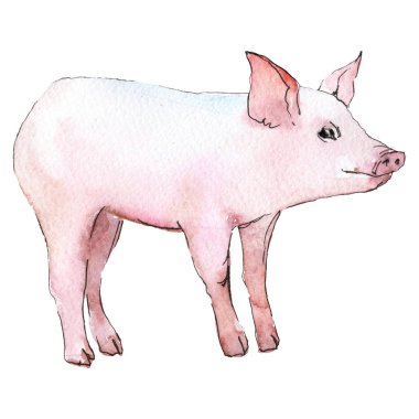 Domuz hayvan izole bir suluboya tarzında. Aquarelle vahşi hayvan arka plan, doku, sarıcı desen veya dövme için.