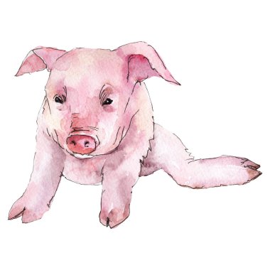 Domuz hayvan izole bir suluboya tarzında. Aquarelle vahşi hayvan arka plan, doku, sarıcı desen veya dövme için.