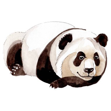 İzole panda illüstrasyon öğesi. Arka plan, doku, sarıcı desen veya dövme.