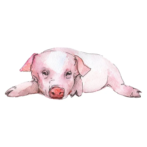 Animal de porco em um estilo aquarela isolado. Aquarelle animal selvagem para fundo, textura, padrão de invólucro ou tatuagem . — Fotografia de Stock