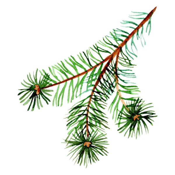 Pine Oddział. Zima Boże Narodzenie symbol wakacje w stylu przypominającym akwarele na białym tle. 2019 roku. — Zdjęcie stockowe